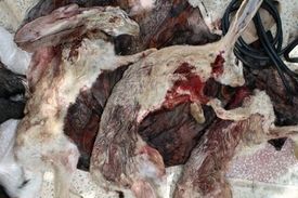 عاملان کشتار خرگوش‌های وحشی در بوشهر شناسایی شدند