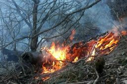 دستگیری ۲ نفر حین آتش زدن عمدی جنگل در گرگان