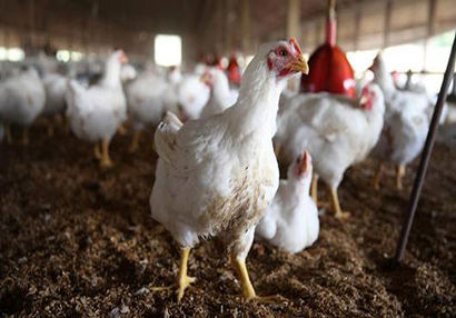 تخم‌مرغ کیلویی ۱۲ هزارتومان به شرط تامین ۱۰۰ درصدی خوراک طیور!