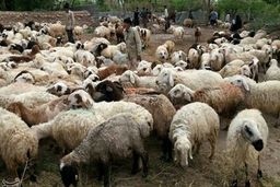 دام زنده در بورس کالا عرضه می‌شود