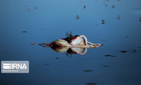 تلف شدن بیش از ۱۱ هزار پرنده مهاجر از ۲۲ گونه در میانکاله