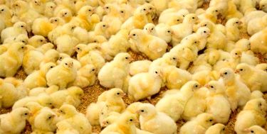 قاچاق جوجه یک‌روزه، پدیده تازه در بازار مرغ