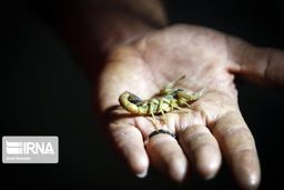 کشف ۱۲ هزار نمونه عقرب از یک منزل مسکونی در فارس