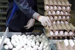 تخم‌مرغ جایگزین گوشت شد