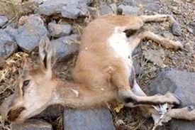 &#8220;طاعون&#8221; ‌به مازندران رسید/ ۷ راس &#8220;کل و بز وحشی&#8221;‌ در منطقه دلیر چالوس تلف شدند