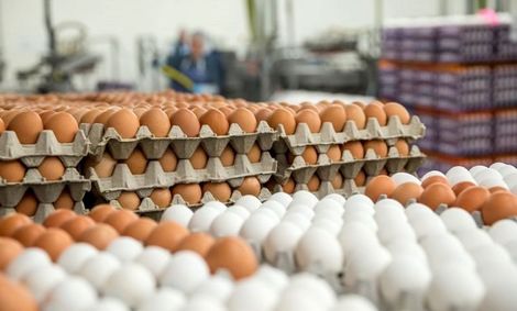 یک کیلو تخم مرغ ۷ هزار تومان