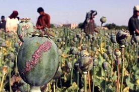 کشت جایگزین برای خشخاش در افغانستان