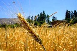 جنگ گندم در راه است