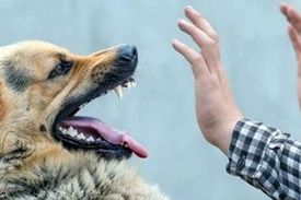 انتقال هاری از &#8220;سگ ولگرد&#8221; جان جوان جویباری را گرفت!
