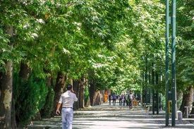 مامور بررسی علت خشک شدن درختان خیابان ولیعصر