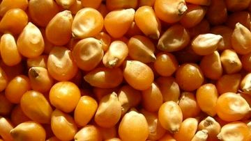 گمرک و اموال تملیکی &#8220;ذرت‌های آلوده&#8221; را تعیین تکلیف کنند