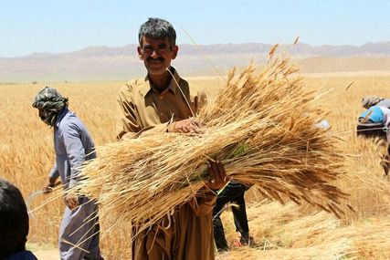 تعیین تکلیف افزایش نرخ خرید تضمینی گندم تا پایان آذرماه