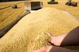 افزایش قیمت گندم در بازارهای جهانی